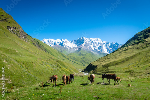 Ushguli landscape with mount Shkhara in the back in Svaneti region, Georgia. © uskarp2