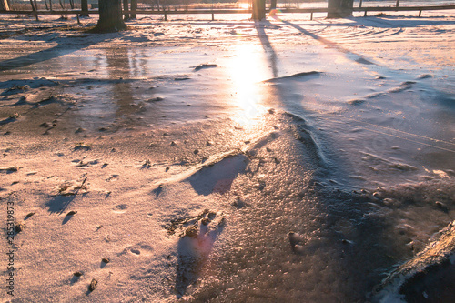 winter landscape in Sweden during the evening light  sunny day  Pine trees.
