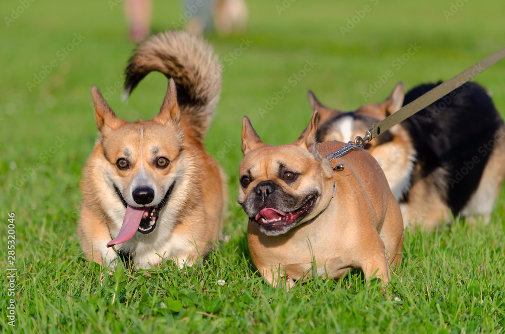 Young energetic welsh corgi pembroke is playing with French bulldog. Corgi with a long tail. How to protect your dogs from overheating. Dogs are getting thirsty.