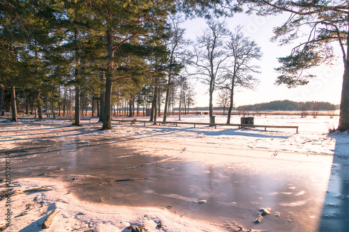 winter landscape in Sweden during the evening light  sunny day  Pine trees.