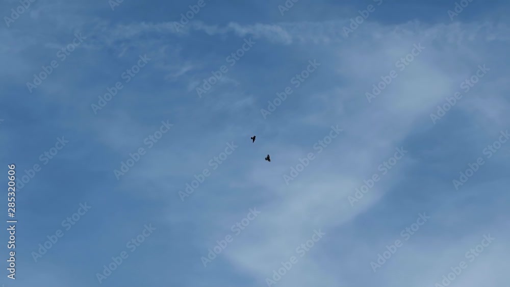 Two large birds diving up and down at each other high up in the sky on a clear blue sky summer day Two large birds diving up and down at each other high up in the sky on a clear blue sky summer day