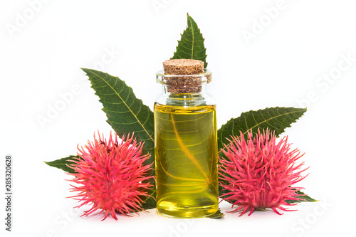 Castor oil plant on white background