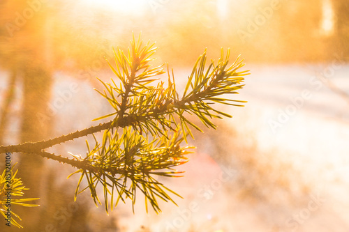 winter landscape in Sweden during the evening light  sunny day  Pine trees.