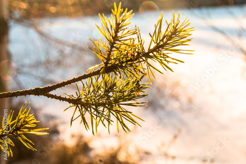 winter landscape in Sweden during the evening light  sunny day  Pine trees.