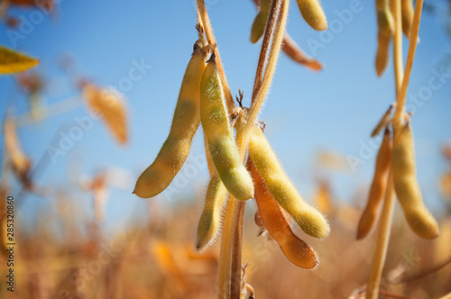 Ripe pods of soybean varieties on a plant stem in a field during harvest against a blue sky. Selective focus. Space for text. photo