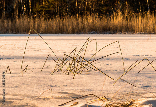 winter landscape in Sweden during the evening light  sunny day  Pine trees.