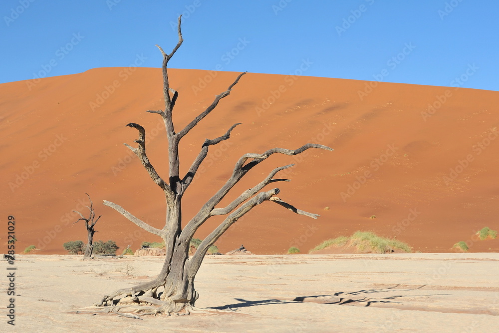 Dead trees in the Namib desert.