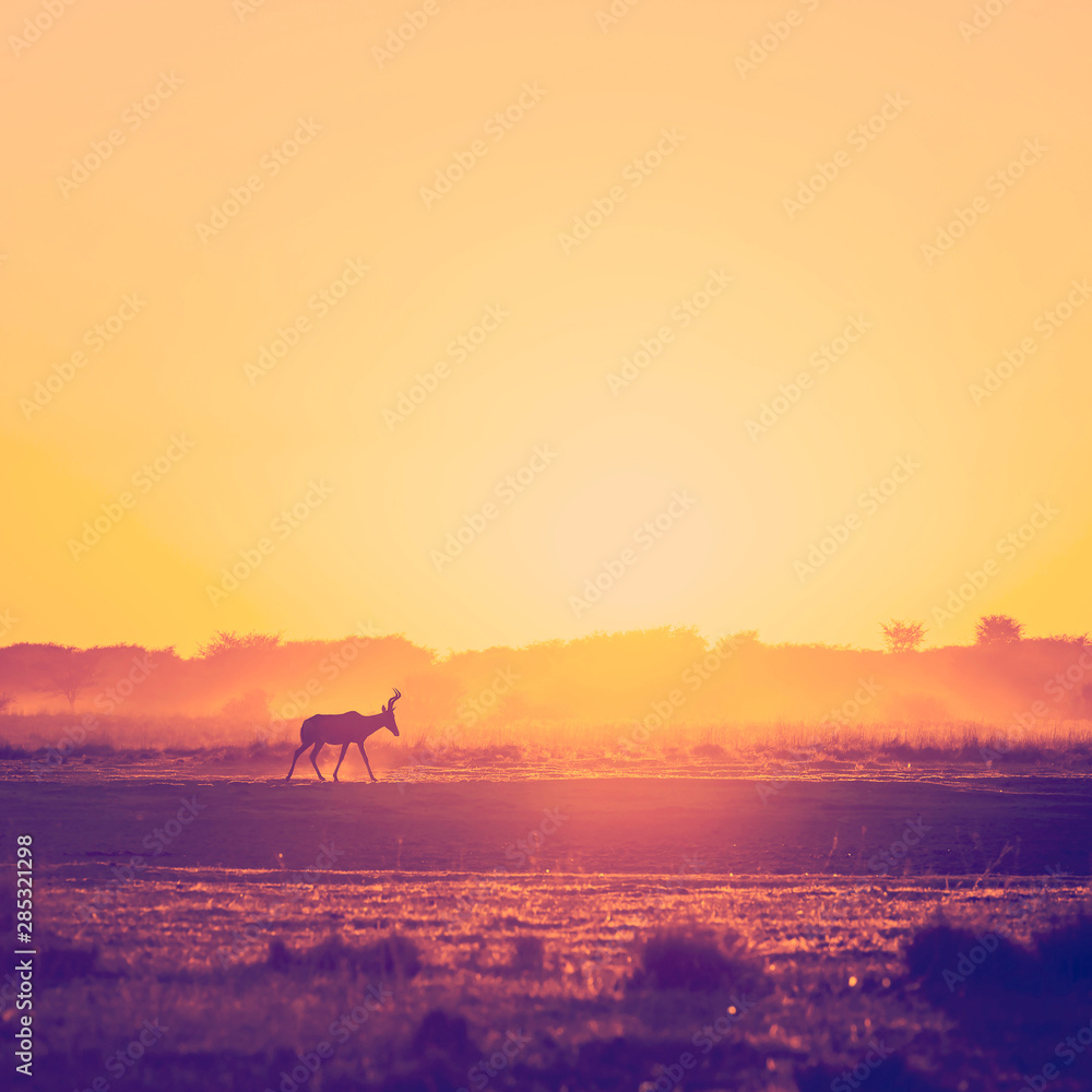 Africa Sunset Impala