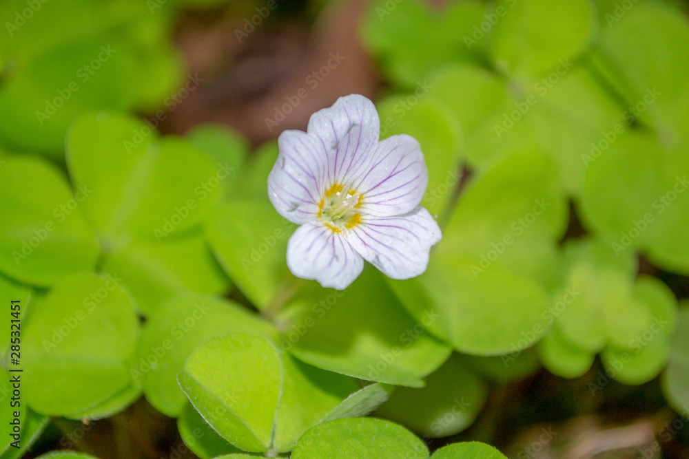 Delicatepink-white Oxalis oregana flower (redwood sorrel, Oregon oxalis) next to green leaves.