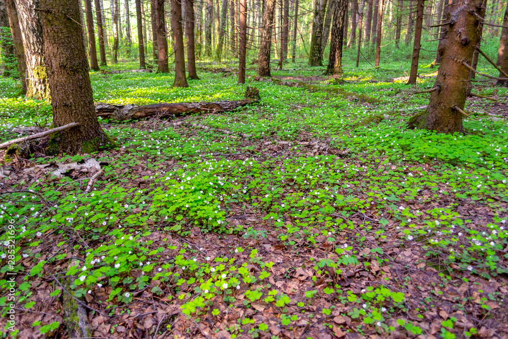 Forest glade with delicate white and pink flowers of Oxalis oregana (redwood sorrel, Oregon oxalis) next to green leaves. Forest glade with delicate white and pink flowers of Oxalis oregana (redwood sorrel, Oregon oxalis) next to green leaves.