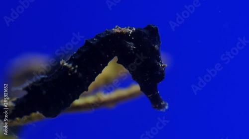 Baby seahorse. 4K footage. red sea photo