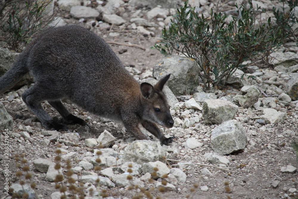 Naklejka premium kangourou