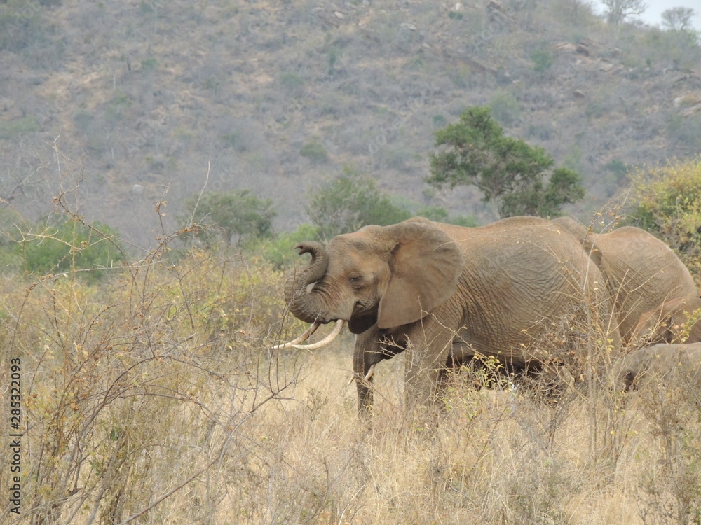 Elefant Elefant