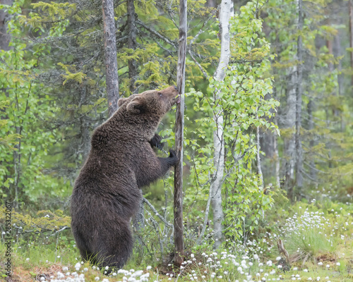 Big Brown bear is standing on its hind legs against a thin tree