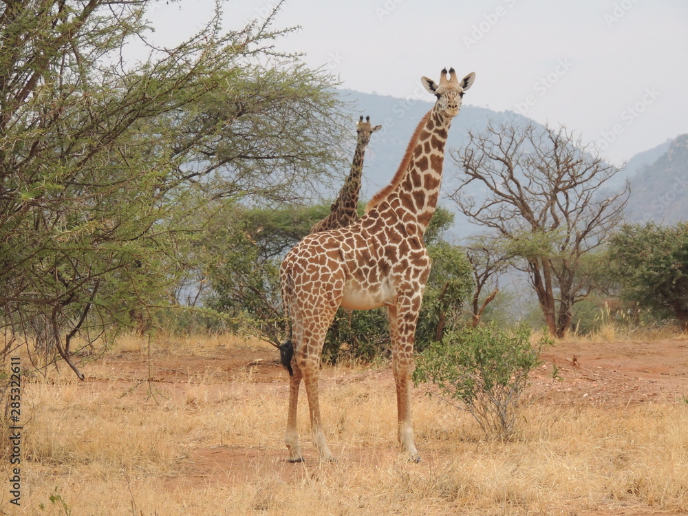 Obraz premium Giraffe hoch 2