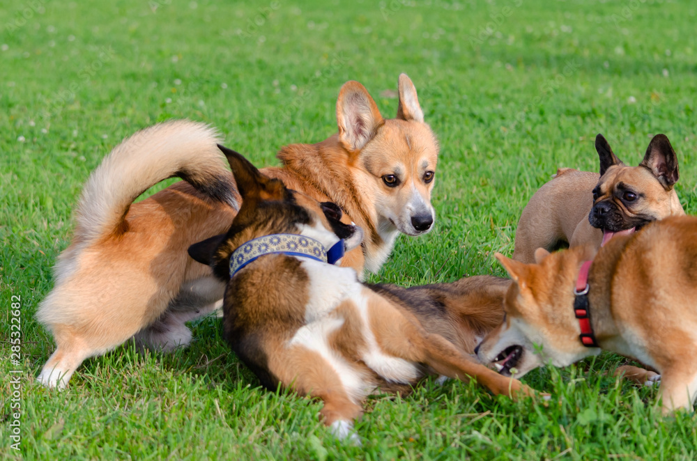 Dogs are playing with each other. How to protect your dogs from overheating. Dogs are getting thirsty. Dogs are playing with each other. How to protect your dogs from overheating. Dogs are getting thirsty.