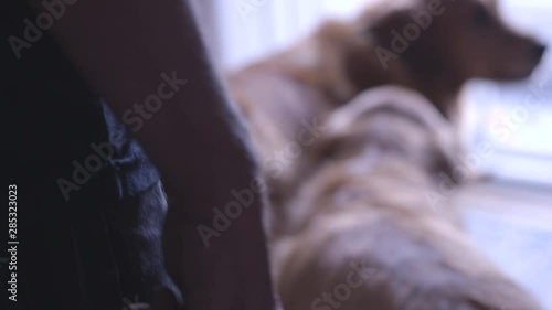 Man about to take his dogs outside