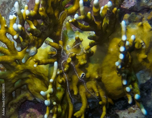 Brittle Stars (Ophiuroidea) in the Red Sea photo