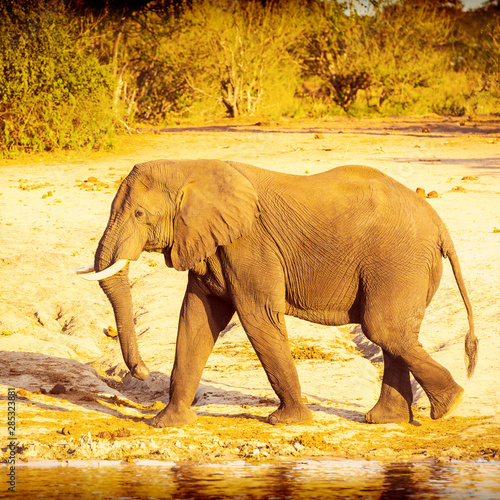 Bull Elephant Walking Along River