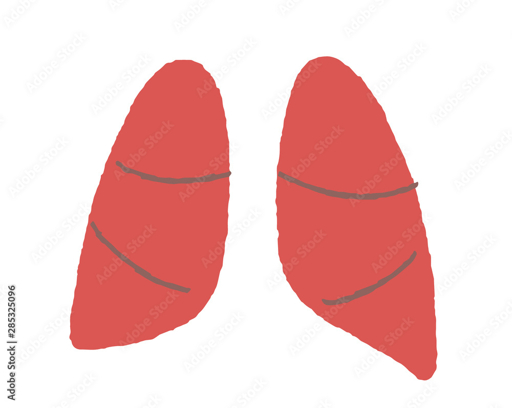 A simple illustration representing the lungs A simple illustration representing the lungs