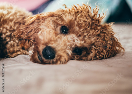 Adorable caniche puppy photo