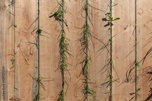 Beautiful vertical texture of brown boards with knots and with green grass is in the photo