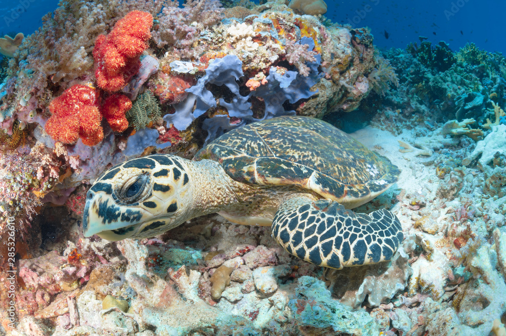 Hawksbill Turtle Hawksbill Turtle