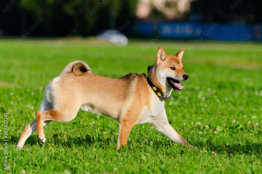 Energetic puppy Shiba Inu is walking and playing. How to protect your dog from overheating. Dog is getting thirsty.