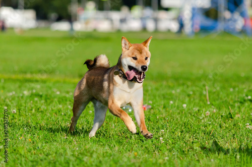 Energetic puppy Shiba Inu is walking and playing. How to protect your dog from overheating. Dog is getting thirsty. © Таисья Корчак