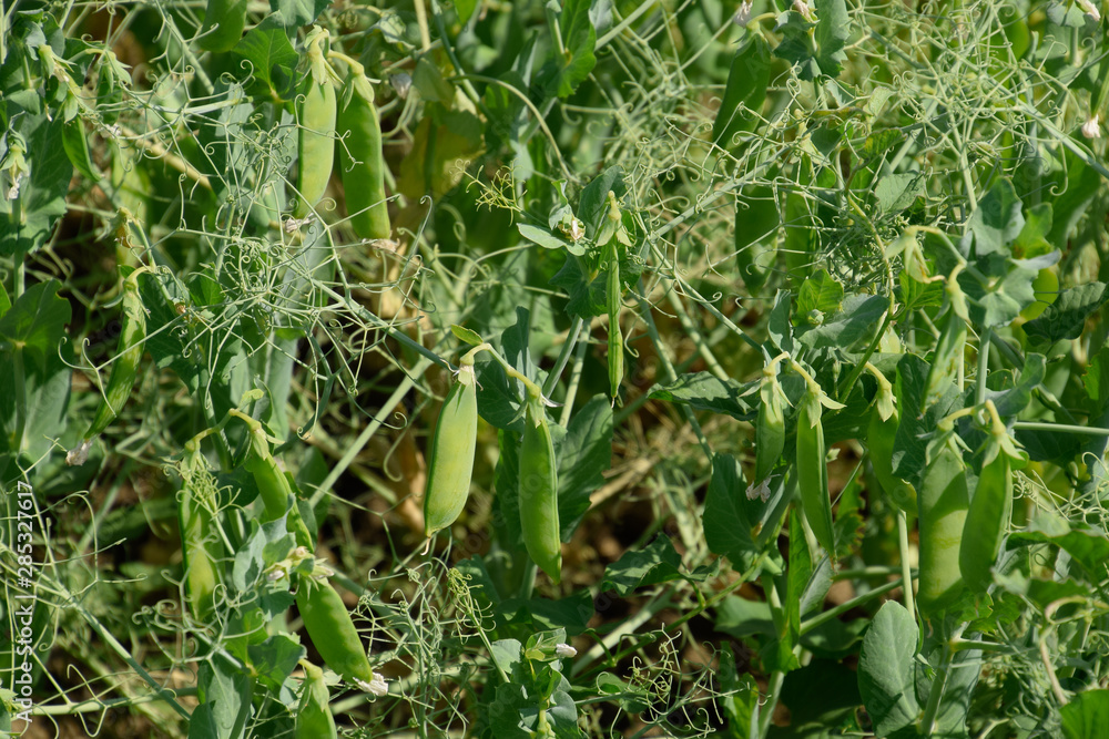 Green peas in the field. Growing peas in the field. Stems and po Green peas in the field. Growing peas in the field. Stems and po
