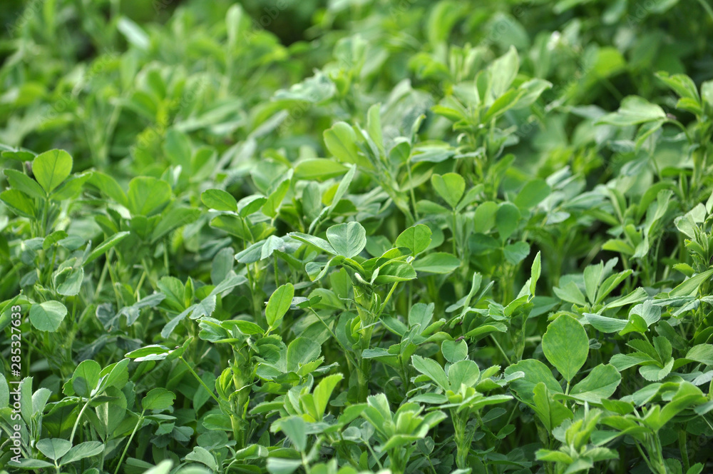In the spring field young alfalfa grows In the spring field young alfalfa grows