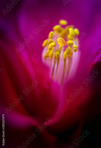 stamen macro