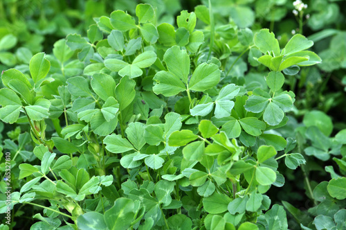 In the spring field young alfalfa grows