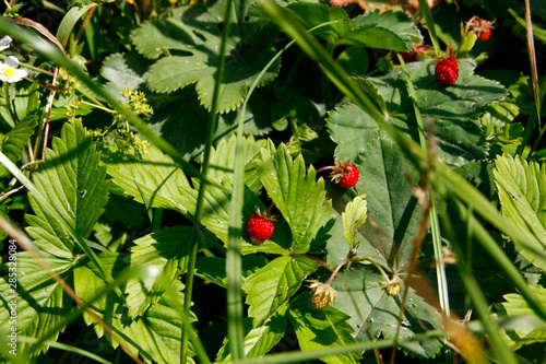 Fruechte der Walderdbeere (Fragaria vesca L.), Thueringen, Deutschland, Europa photo