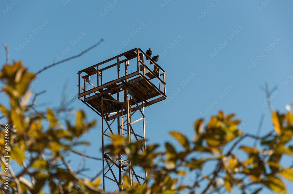 Point of view of two vultures on a morning Point of view of two vultures on a morning
