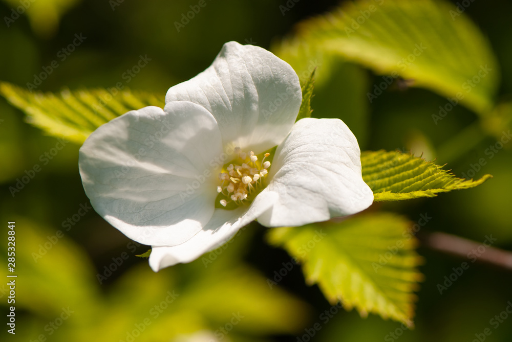 Blooming Shrub Flower in the Park. Blooming Shrub Flower in the Park.