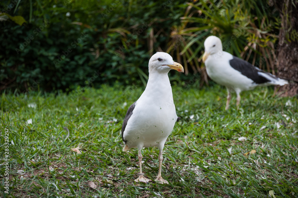 Seagull on a grass glound looking to the camera Seagull on a grass glound looking to the camera