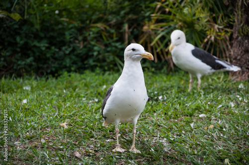 Seagull on a grass glound looking to the camera