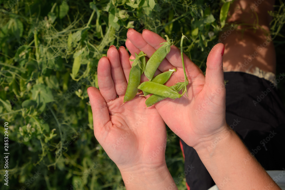 Green peas. Pods of peas. Pea field. Green peas. Pods of peas. Pea field.