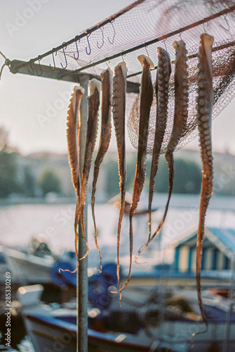 Octopus arms hanging to dry in the sun photo