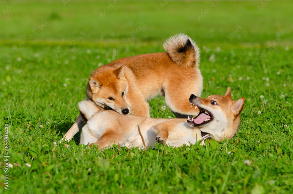 Energetic puppies Shiba Inu are walking and playing. How to protect your dog from overheating. Dogs are getting thirsty. Merry fuss. 