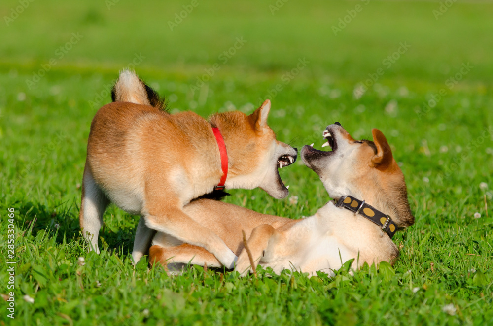 Energetic puppies Shiba Inu are walking and playing. How to protect your dog from overheating. Dogs are getting thirsty. Merry fuss. Energetic puppies Shiba Inu are walking and playing. How to protect your dog from overheating. Dogs are getting thirsty. Merry fuss.
