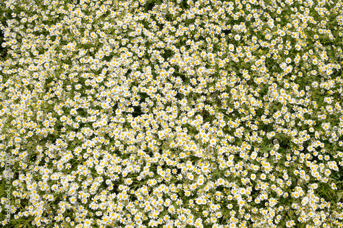 Chamomile flowers. Pharmaceutical camomile. Medicinal plant chamomile, flowering. photo