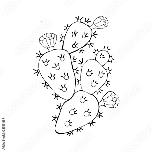 Cactus with colors black and white in the vector. Opuntia. Hand drawn illustration. Vector branch contour of Indian Fig prickly pear, prickly pear cactus isolated on white background.