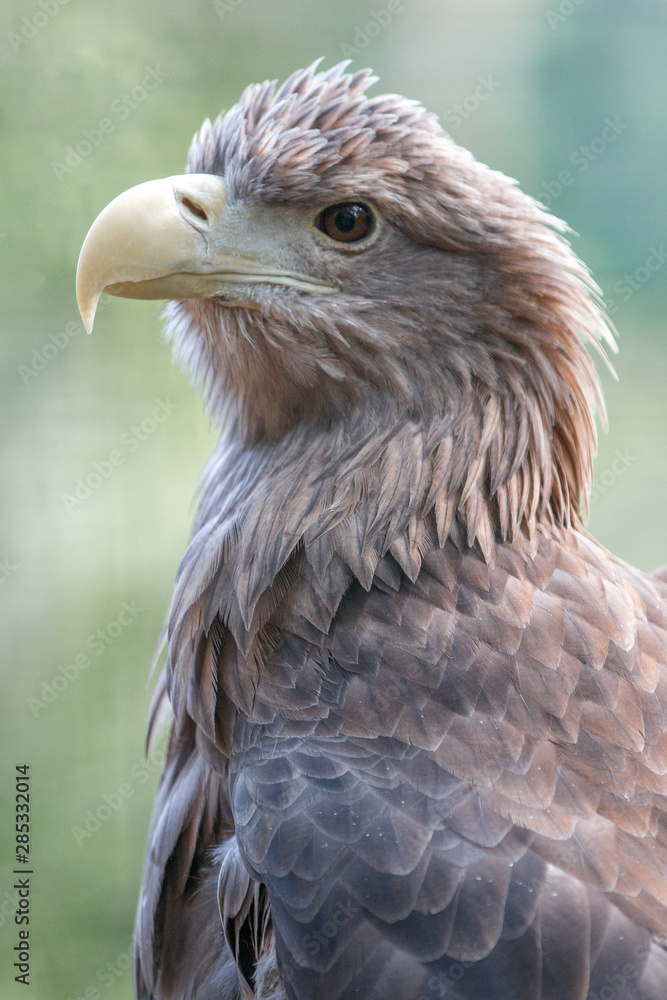 Fototapeta premium European White-tailed Eagle (Europäischer Seeadler, Haliaeetus albicilla)