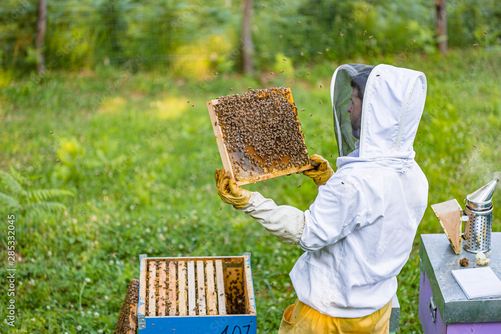 Beekeeper checking frame with honeybees Beekeeper checking frame with honeybees
