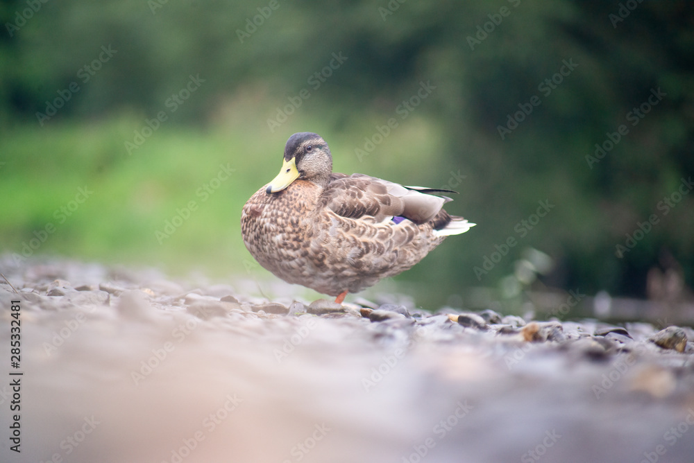 Mallard resting on small rock in river Mallard resting on small rock in river