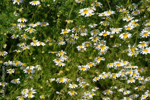 Chamomile flowers. Pharmaceutical camomile. Medicinal plant chamomile, flowering. photo