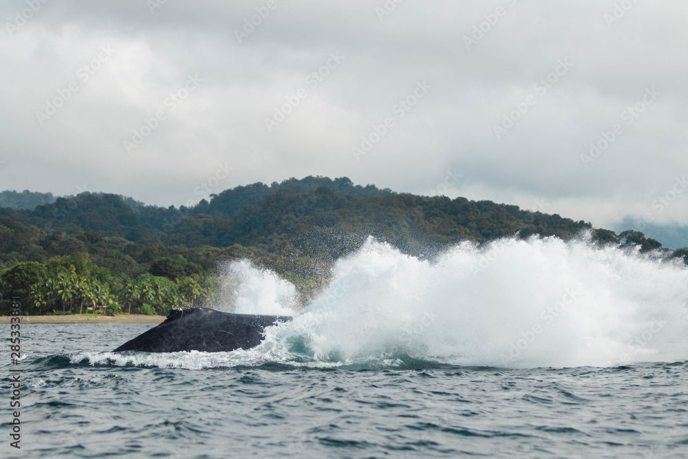 Ballenas jorobadas saltando en el océano Pacífico en la costa de Colombia