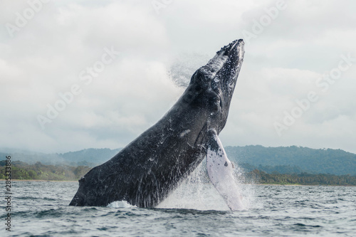 Ballenas jorobadas saltando en el océano Pacífico en la costa de Colombia